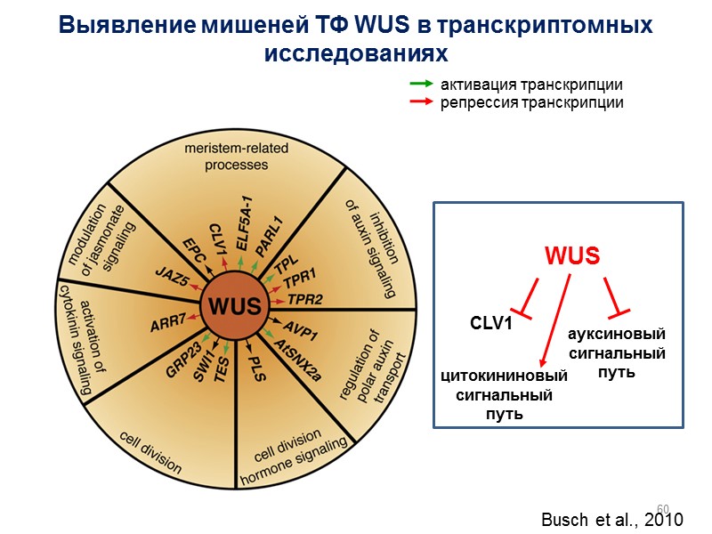 60 Busch et al., 2010 Выявление мишеней ТФ WUS в транскриптомных исследованиях WUS CLV1